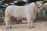 Charolais to 9,000gns at Welshpool