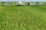 TGAC trains the next generation of rice breeders in Vietnam TGAC trains the next generation of rice breeders in Vietnam