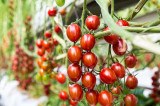 Latest figures highlight Brits support for local produce Latest figures highlight Brits support for local produce