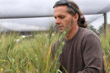 Plant molecule crucial to improving stress tolerance in cereal crops Plant molecule crucial to improving stress tolerance in cereal crops