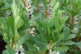 Increased field bean and combining pea area in 2016 Increased field bean and combining pea area in 2016