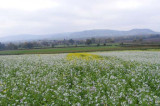 Farming ‘cookbook’ reveals the ground-breaking benefits of cover cropping Farming ‘cookbook’ reveals the ground-breaking benefits of cover cropping