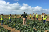 New study identifies scope for more innovation in horticulture New study identifies scope for more innovation in horticulture