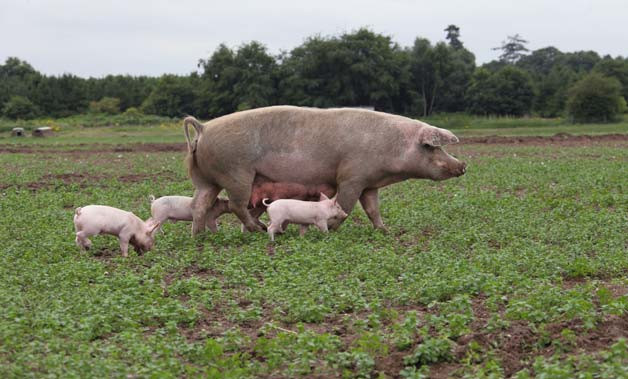 EU bans prophylactic use of antibiotics in farming