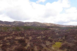 DM Hall’s rural specialist is appointed to manage Cashel, the ‘Forest for a Thousand Years’ DM Hall’s rural specialist is appointed to manage Cashel, the ‘Forest for a Thousand Years’