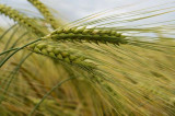 Barley scientists discover path to improved grain quality