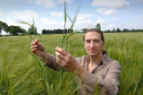 Crops evolving ten millennia before experts thought