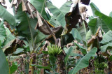 New insight into mechanism making Black Sigatoka fungus less sensitive to crop protection New insight into mechanism making Black Sigatoka fungus less sensitive to crop protection