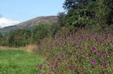 Environmental policy and food production must go hand in hand Environmental policy and food production must go hand in hand