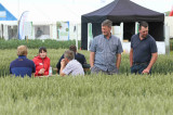 Bringing variety crop plots together for better comparison Bringing variety crop plots together for better comparison