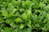 Biofertiliser boost for sugar beet growth Biofertiliser boost for sugar beet growth
