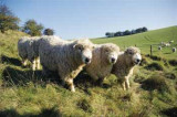 BWMB in strong marketing position is the message to sheep farmers