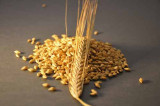 Cheers raised for UK malting barley based on buoyant markets and good reputation abroad Cheers raised for UK malting barley based on buoyant markets and good reputation abroad
