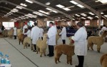 Alpaca Show 2012
