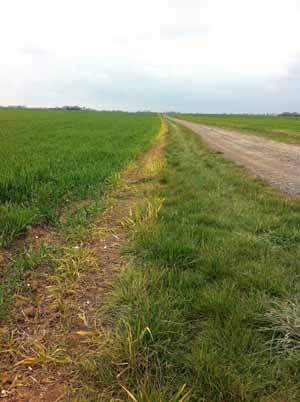 Field margin post treatment