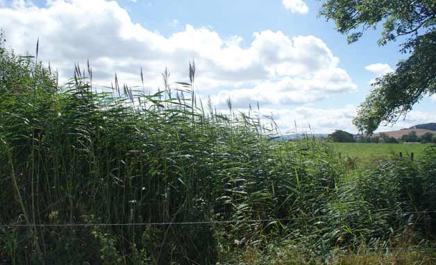 NVZ reed bed