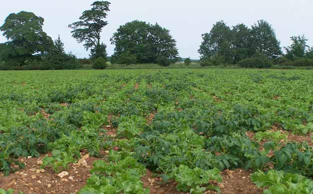 Volunteer potatoes in sugar beet