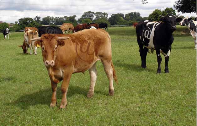 rural broadband cows