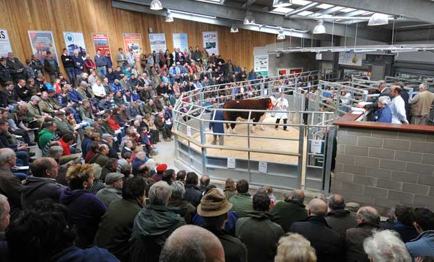 Hereford Autumn Show 2012