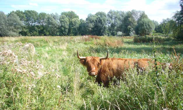 highland cattle