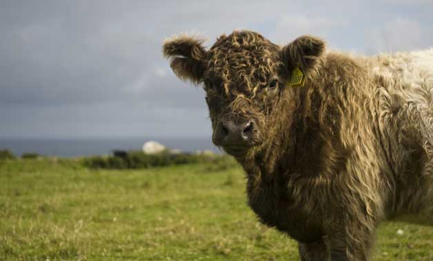 tregullas livestock