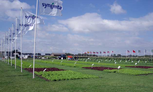 syngenta trial plots