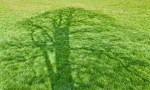 tree shadow