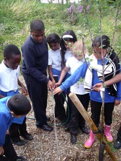 brampton pupils
