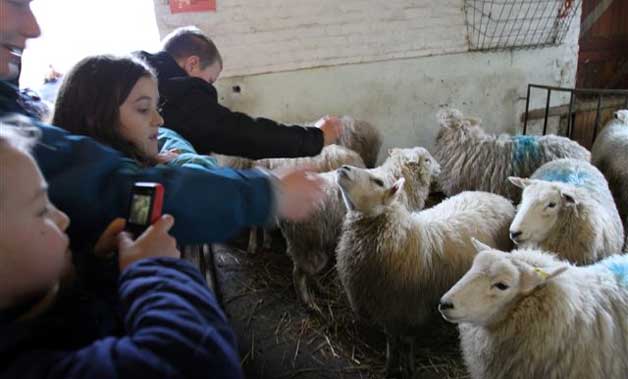 children feeding sheep