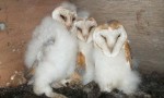 Barn_Owl_chicks