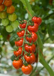 Eidoso - Tomkin growing