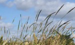 blackgrass