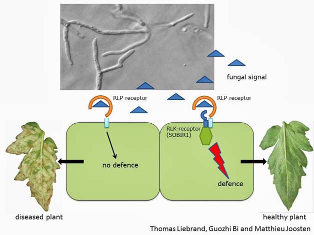plant defence