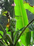 wild banana