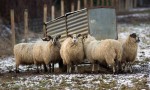 sheep around feeder