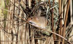 harvest mouse