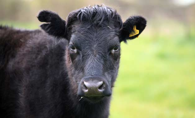 dexter cow