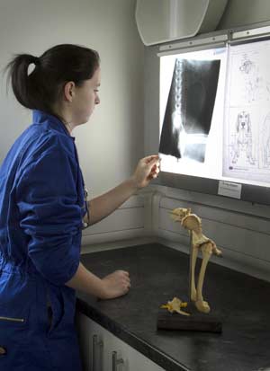 examining xray