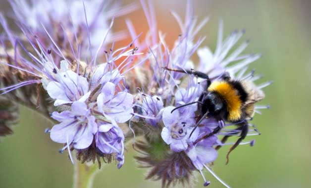 Bee on Phacealia