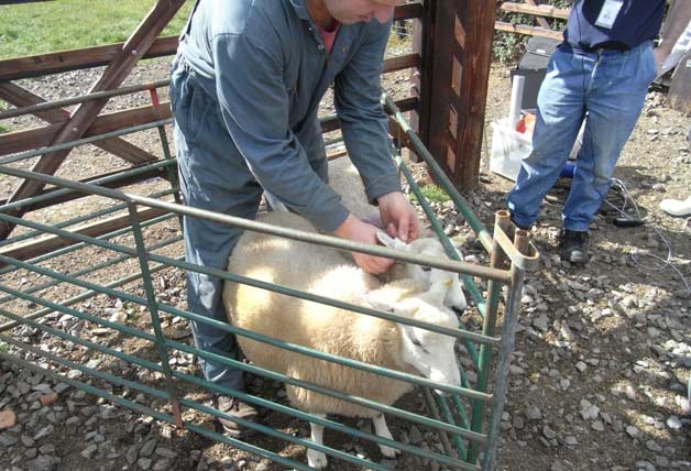 Rosei-sheep-test