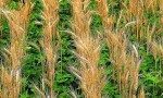 cereal and clover mix