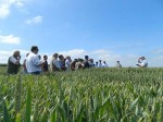 touring wheat crops