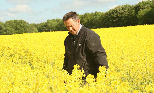 Philip Stearns oilseed rape