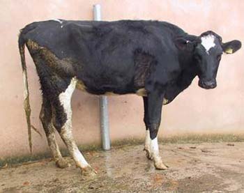 cow-diarrhoea