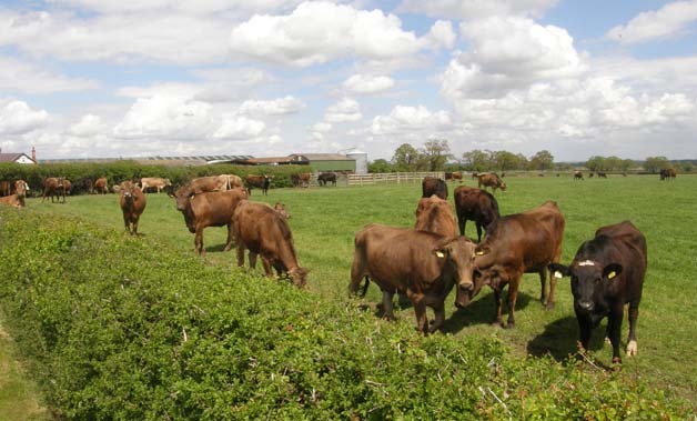 cows in field