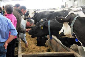 farmers and cows