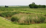 reed bed