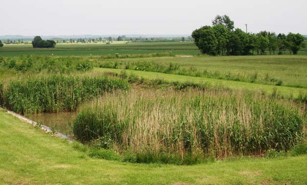 reed bed