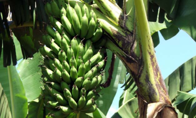 bananas