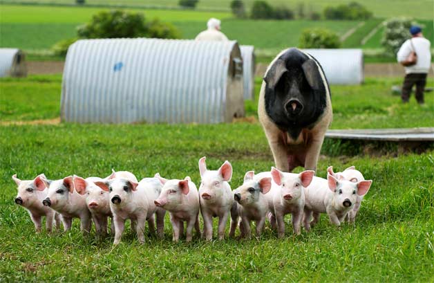 Helen Browning's organic pigs